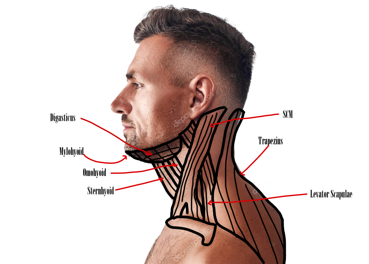Click image for larger version

Name:	Male Neck Side.png
Views:	21
Size:	645.2 KB
ID:	8254