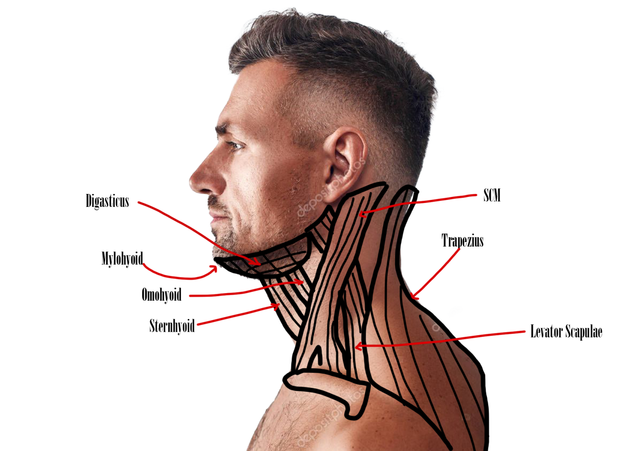 Click image for larger version

Name:	Male Neck Side.png
Views:	13
Size:	645.2 KB
ID:	8254