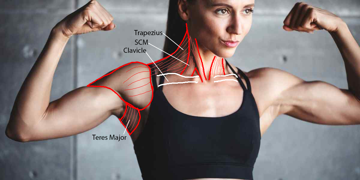 Click image for larger version

Name:	female_anterior.png
Views:	155
Size:	375.8 KB
ID:	9585