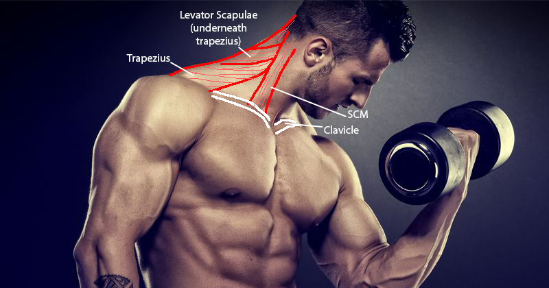 Click image for larger version

Name:	male_lateral.png
Views:	155
Size:	359.4 KB
ID:	9588