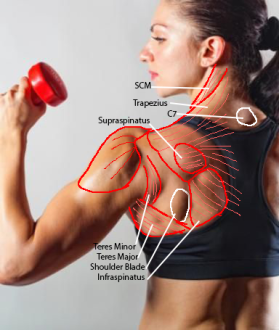 Click image for larger version

Name:	female_lateral.png
Views:	234
Size:	181.1 KB
ID:	9590