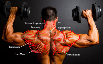 Click image for larger version

Name:	male_posterior.png
Views:	213
Size:	697.9 KB
ID:	9586