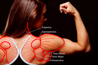 Click image for larger version

Name:	female_posterior.png
Views:	212
Size:	780.4 KB
ID:	9587