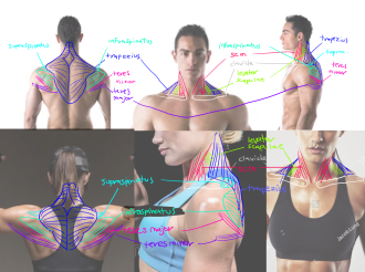 Click image for larger version

Name:	shoulderanatomy.png
Views:	161
Size:	950.4 KB
ID:	9636