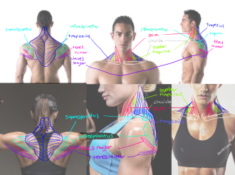 Click image for larger version

Name:	shoulderanatomy.png
Views:	119
Size:	950.4 KB
ID:	9636