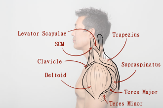 Click image for larger version

Name:	AfA_MaleShoulderMuscles3.png
Views:	176
Size:	359.1 KB
ID:	9650