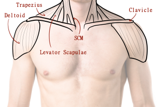 Click image for larger version

Name:	AfA_MaleShoulderMuscles2.png
Views:	163
Size:	847.8 KB
ID:	9651