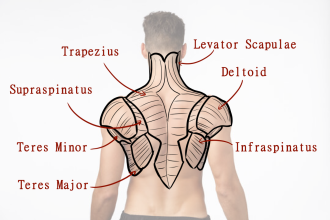 Click image for larger version

Name:	AfA_MaleShoulderMuscles1.png
Views:	171
Size:	442.1 KB
ID:	9652