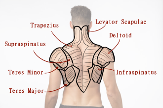 Click image for larger version

Name:	AfA_MaleShoulderMuscles1.png
Views:	120
Size:	442.1 KB
ID:	9652