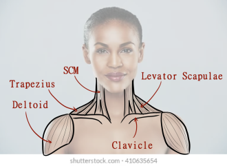 Click image for larger version

Name:	AfA_FemaleShoulderMuscles1.png
Views:	183
Size:	306.3 KB
ID:	9653