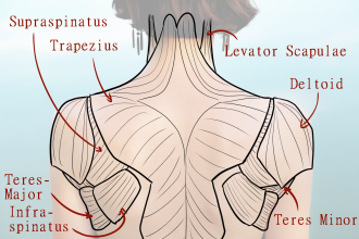 Click image for larger version

Name:	AfA_FemaleShoulderMuscles2.png
Views:	167
Size:	674.8 KB
ID:	9654