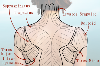 Click image for larger version

Name:	AfA_FemaleShoulderMuscles2.png
Views:	125
Size:	674.8 KB
ID:	9654