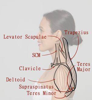 Click image for larger version

Name:	AfA_FemaleShoulderMuscles3.png
Views:	181
Size:	337.1 KB
ID:	9655