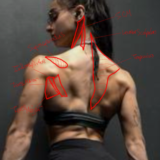 Click image for larger version

Name:	shouldersBackF3.png
Views:	135
Size:	611.0 KB
ID:	9689