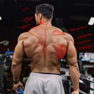 Click image for larger version

Name:	shouldersBackM3.png
Views:	134
Size:	701.6 KB
ID:	9692