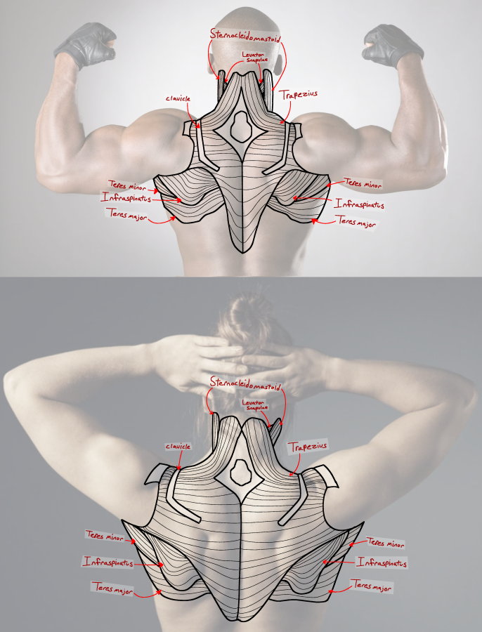 Click image for larger version

Name:	LG_ShoulderTracesPos.png
Views:	130
Size:	603.1 KB
ID:	9710