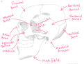 Click image for larger version

Name:	Skull_Lateral_View.png
Views:	201
Size:	399.6 KB
ID:	1149