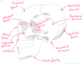 Click image for larger version

Name:	Skull_Lateral_View.png
Views:	144
Size:	399.6 KB
ID:	1149