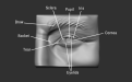 Click image for larger version

Name:	Eyes_1.png
Views:	188
Size:	243.9 KB
ID:	3264