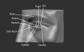 Click image for larger version

Name:	Eyes_2.png
Views:	184
Size:	244.0 KB
ID:	3265