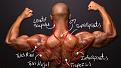Click image for larger version

Name:	ShoulderBACKm.jpg
Views:	173
Size:	31.2 KB
ID:	9643